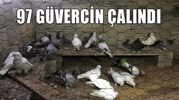 HIRSIZLAR YAKALANDI