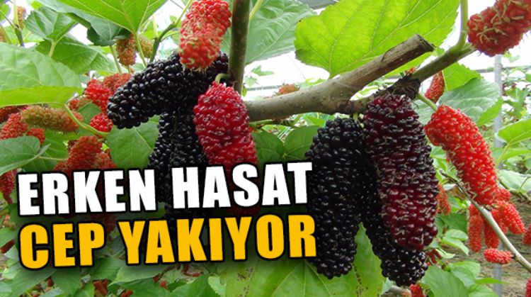 TÜRKİYE’DE YILIN İLK KARADUT HASADI SİLİFKE’DE BAŞLADI