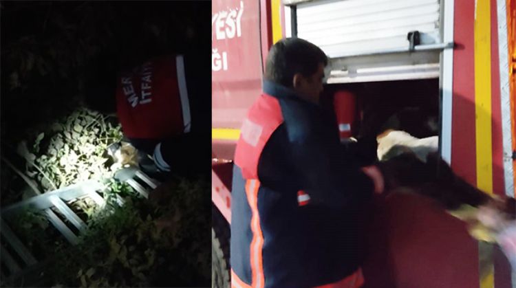 TARSUS’TA SULAMA KANALINA DÜŞEN KÖPEK İTFAİYE EKİPLERİ TARAFINDAN KURTARILDI