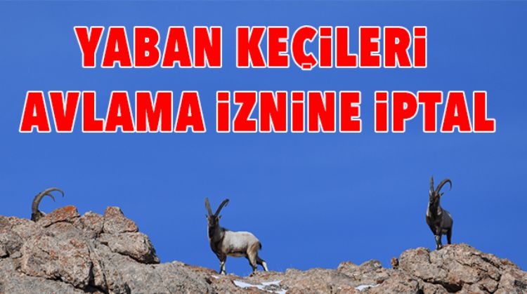 YABAN KEÇİSİ AVLANMA İHALESİ İPTAL EDİLDİ
