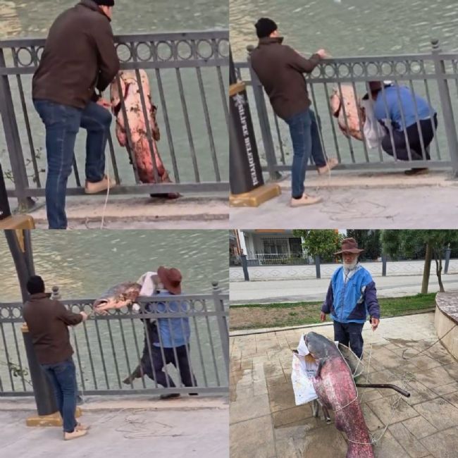 Mersin'de Göksu Nehri'nde yakalanan dev yayın balığı güçlükle kıyıya alındı
