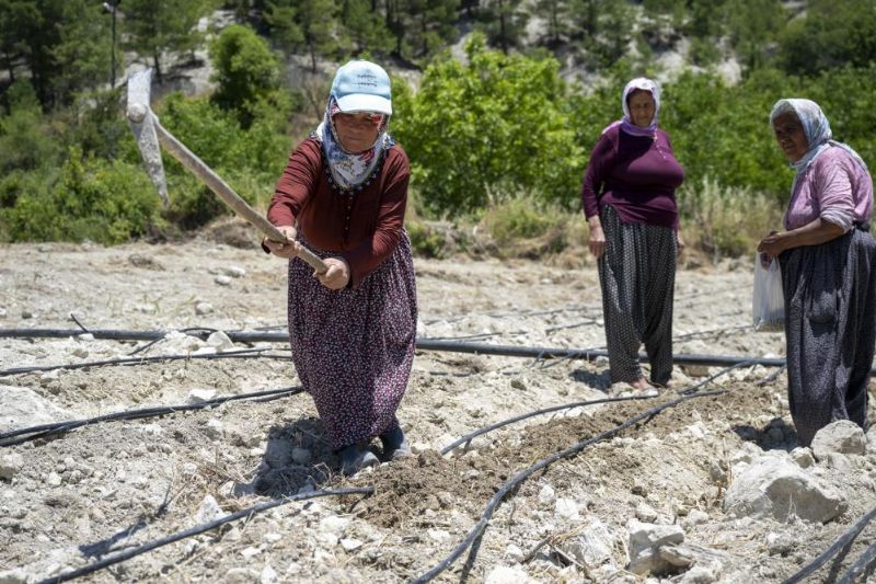 Mersin'de atalık 'Leklek' fasulyesi yeniden toprakla buluştu
