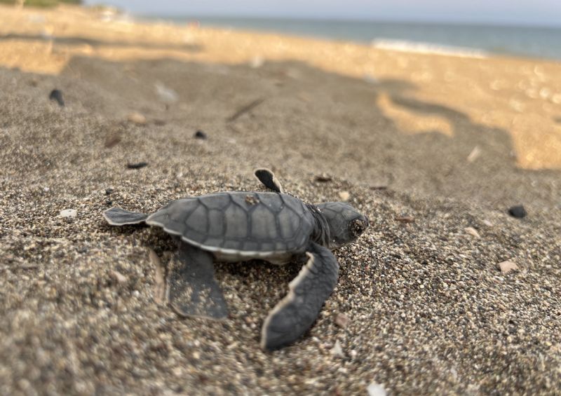 MERSİN'DEN 100 BİN YAVRU 'CARETTA CARETTA' AKDENİZ'LE BULUŞTU