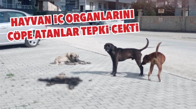 MUT’TA HAYVAN İÇ ORGANLARI VE DERİLERİNİ ÇÖPE ATANLAR TEPKİ ÇEKTİ