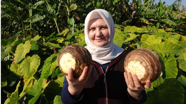 DÖNÜMDE 100 BİN LİRAYA KADAR GELİR SAĞLIYOR, ÜRETİCİLİĞİ YAYGINLAŞIYOR
