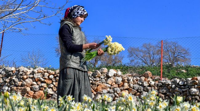MERSİN'DE NERGİS FESTİVALİ DÜZENLENECEK