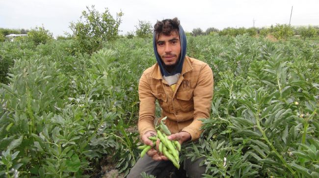 MERSİN’DEN IRAK’A BAKLA İHRACATI