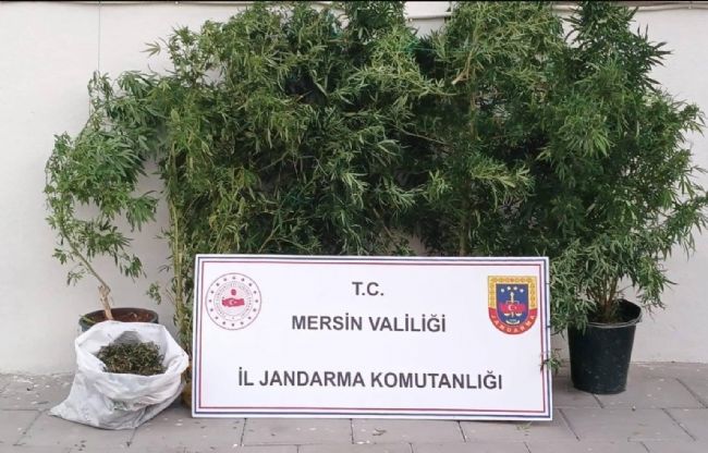Mersin’de kenevir ekip uyuşturucu üreten şüpheli yakalandı