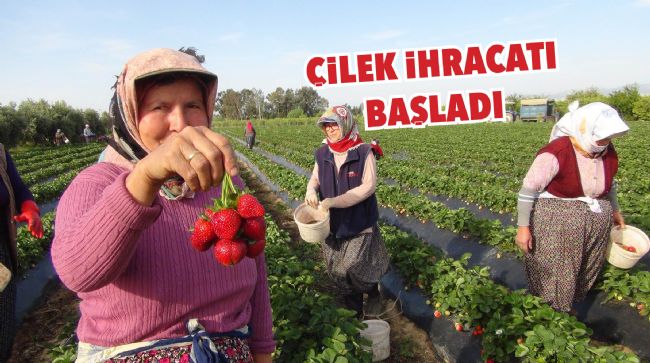  TÜRKİYE'NİN ÇİLEK DEPOSUNDAN İHRACAT BAŞLADI