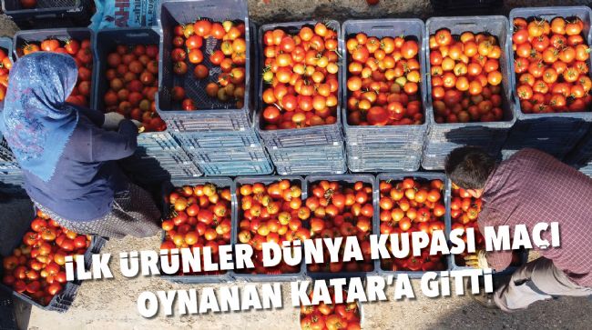MERSİN’DE ÖRTÜ ALTI DOMATES HASADI BAŞLADI