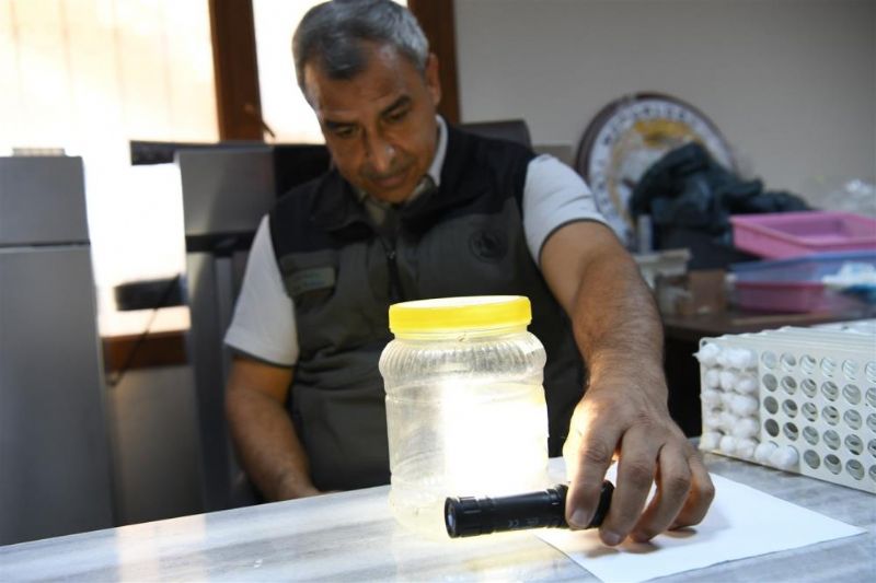Yeşil vatanın sessiz koruyucuları laboratuvarda yetiştiriliyor