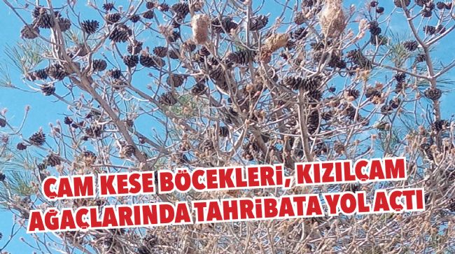 KIZILÇAM ORMANLARINDA BİYOLOJİK MÜCADELE
