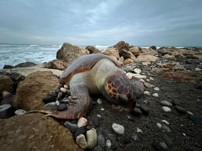 Bir caretta caretta daha ölü bulundu:15 günde 7'inci ölüm