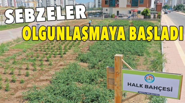 BU BAHÇEDE SEBZE TOPLAMAK ÜCRETSİZ