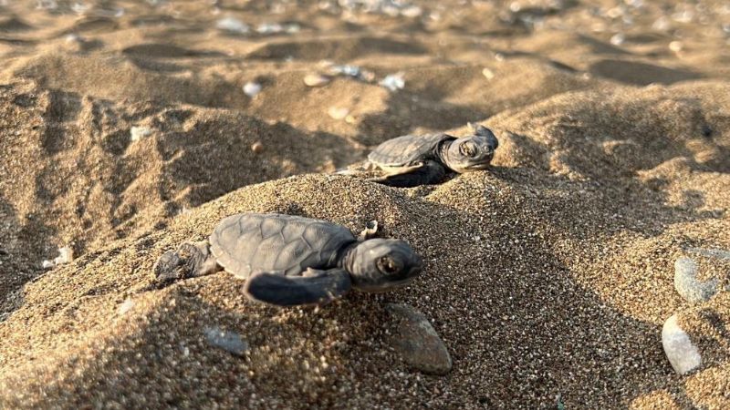 Mersin'de deniz kaplumbağası yuvalarının yüzde 80'inde yavru çıkışı tamamlandı