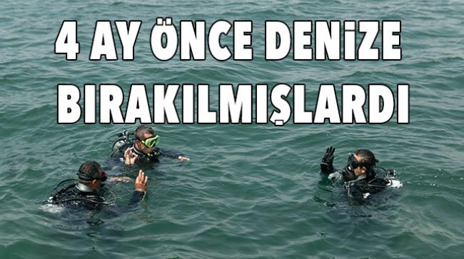 YAPAY RESİFLERDE CANLI YAŞAMI BAŞLADI
