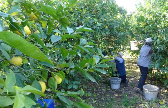 Limonda fiyat 6-7 TL'ye kadar düştü