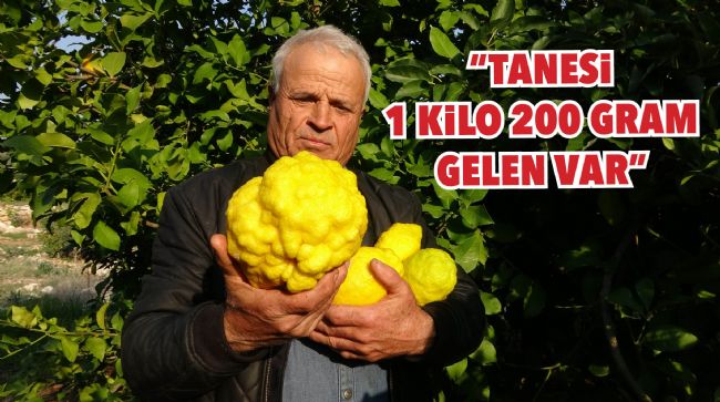 1 KİLOYU GEÇEN SIRA DIŞI BÜYÜKLÜKTE BERGAMOT YETİŞTİRDİ