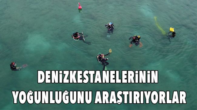 DİKENLİ ZEHİRLİ İSTİLACI DENİZKESTANESİ TEHLİKESİ
