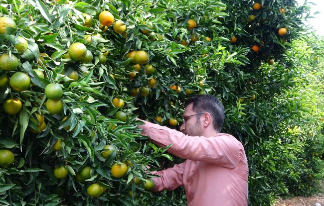 Mandalinada bu yıl verim yüksek, fiyat ucuz
