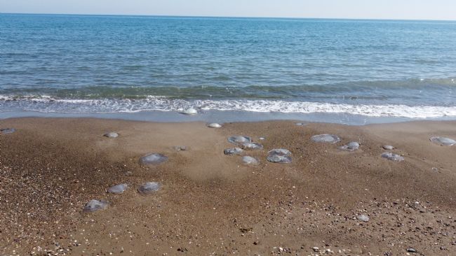 Mersin'de sahiller yeniden denizanası ile doldu