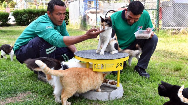 MERSİN'DE 2022 YILI İÇERİSİNDE 6 BİN 500 KEDİ VE KÖPEK KISIRLAŞTIRILDI