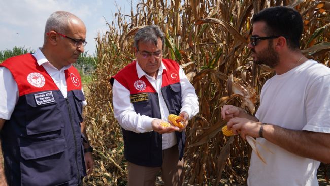 Tarsus’ta mısır hasadı başladı!