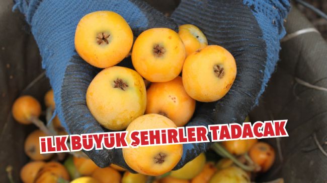 MERSİN'DE YENİDÜNYA HASADI BAŞLADI