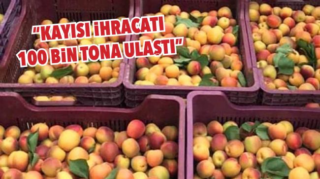 MERSİN’DE SOFRALIK KAYISI SEZONU SONA ERDİ