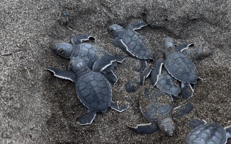Mersin'de sezonun ilk deniz kaplumbağası yavruları denize ulaştı