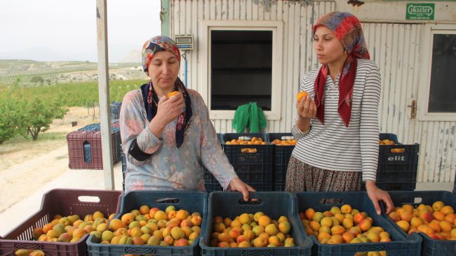 Mersin’de açık alanda kayısı hasadı başladı