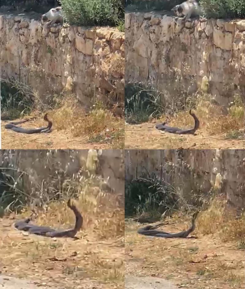  2 metrelik yılanların dansını kedi izledi