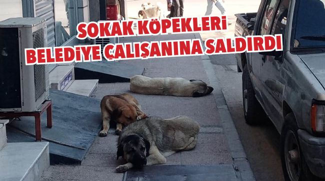 BELEDİYE ÇALIŞANI SOKAK KÖPEKLERİNİN SALDIRISINA UĞRADI