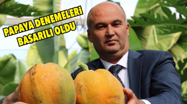 MERSİN’DE ÖRTÜ ALTI PAPAYA ÜRETİLDİ