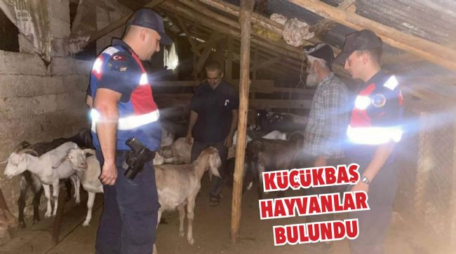 HAYVANLAR JANDARMA EKİPLERİNCE BULUNDU