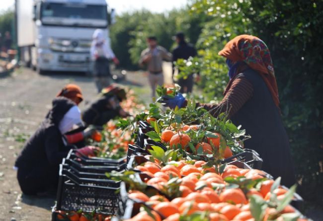 Mandalina Hasadı Hız Kazandı
