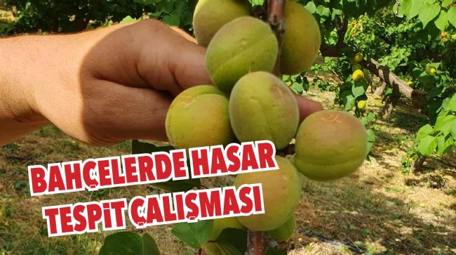 ZARAR GÖREN BAHÇELERDE HASAR TESPİT ÇALIŞMASI