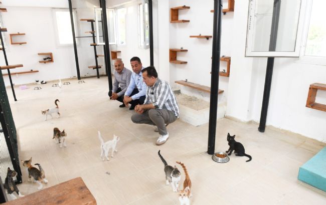 Özyiğit: "3 aylık bir sürede 11 köpeğimizi sahiplendirdik"
