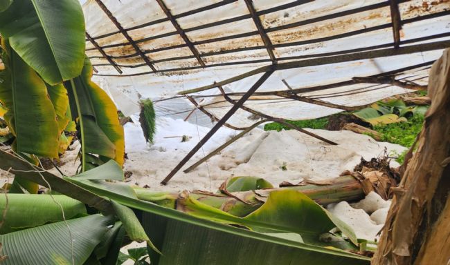 Mersin'de dolu sera çökertti, bahçelere zarar verdi