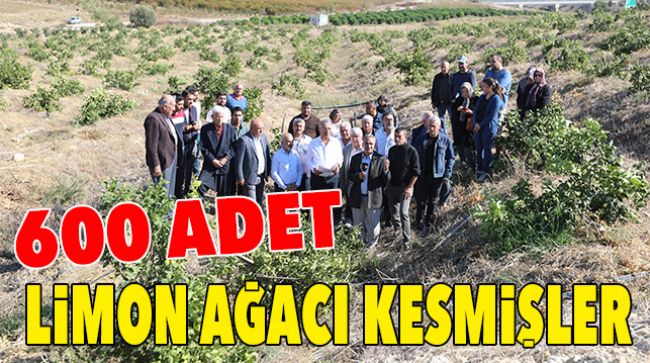 BAŞKAN TARHAN’DAN LİMON AĞAÇLARININ KESİLMESİNE TEPKİ