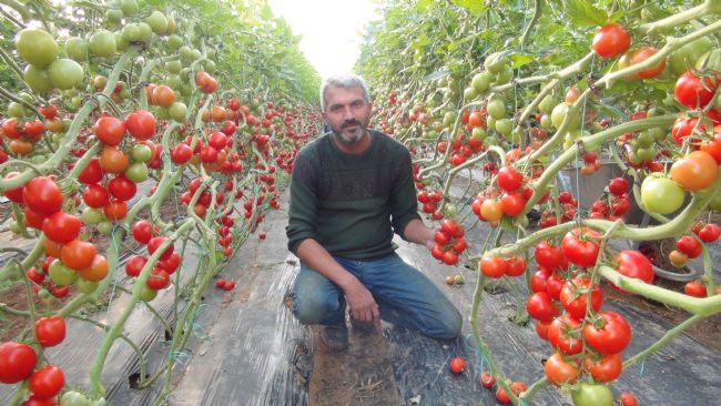 Mersin'de örtü altı domates hasadı başladı