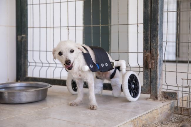 Arka ayakları kesilmiş halde bulunan köpek yürüteçle yürümeye başladı