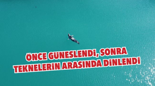 AKDENİZ FOKU, GÜNEŞLİ HAVANIN TADINI ÇIKARDI