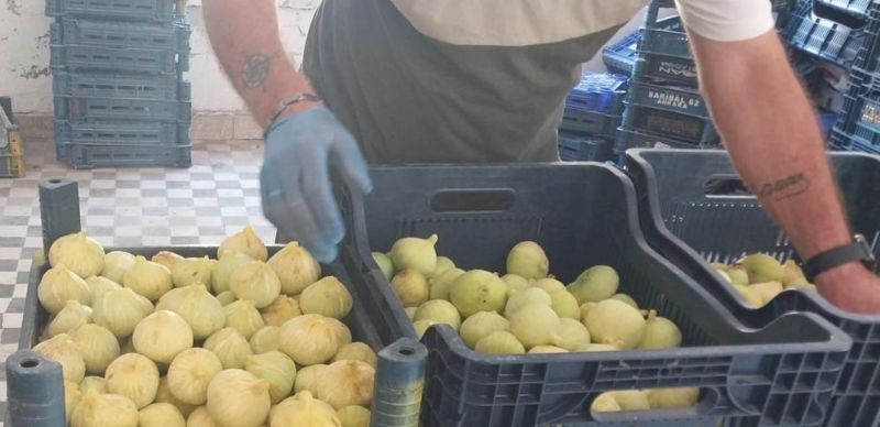 Mersin'de beyaz incirde 'yok yılı'