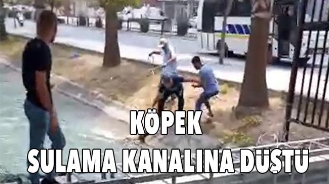SUYA DÜŞEN KÖPEĞİ KURTARMAK İSTEDİLER