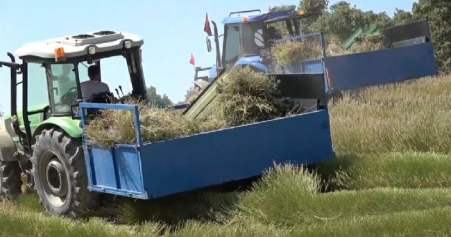 Yağmur suyuyla yetişiyor, yurt dışına ihracat ediliyor