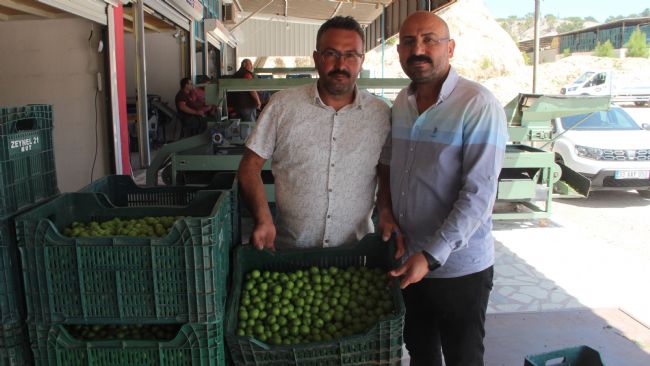 Kilosu 50 ile 350 TL arasında: Mersin’de açıkta erik hasadı başladı