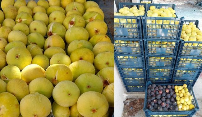 Mut'ta beyaz incir hasadı başladı