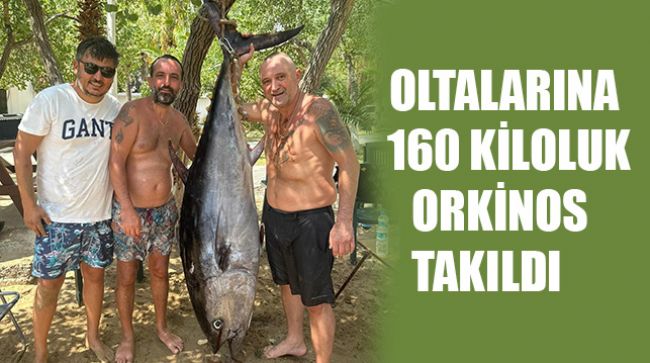 AMATÖR BALIKÇILARIN OLTASINA 160 KİLOLUK ORKİNOS TAKILDI