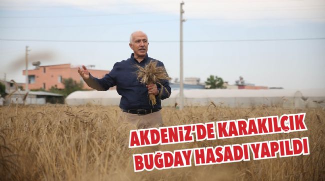 BAŞKAN GÜLTAK'TA HASADA KATILDI